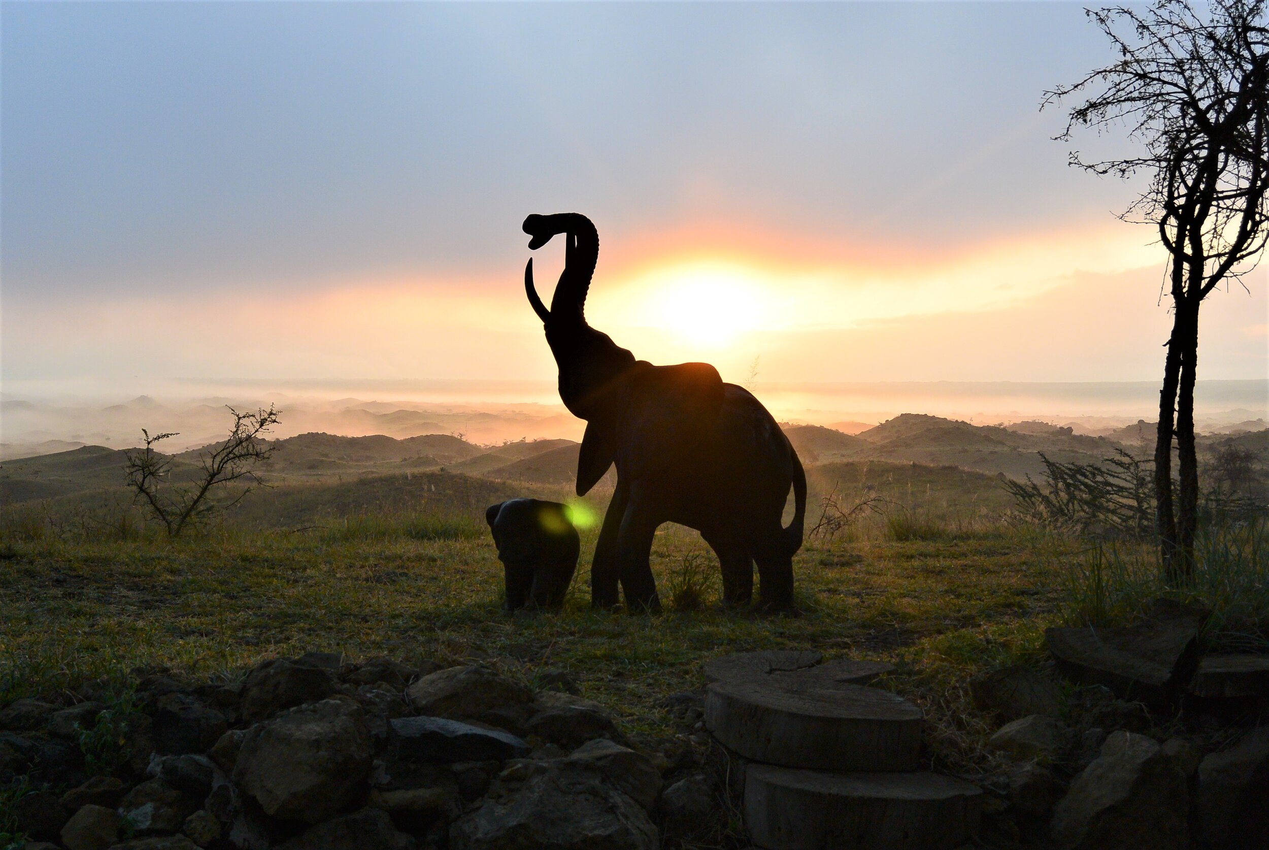 Unieke safari's in Tanzania - Olifanten spotten op safari in Tanzania