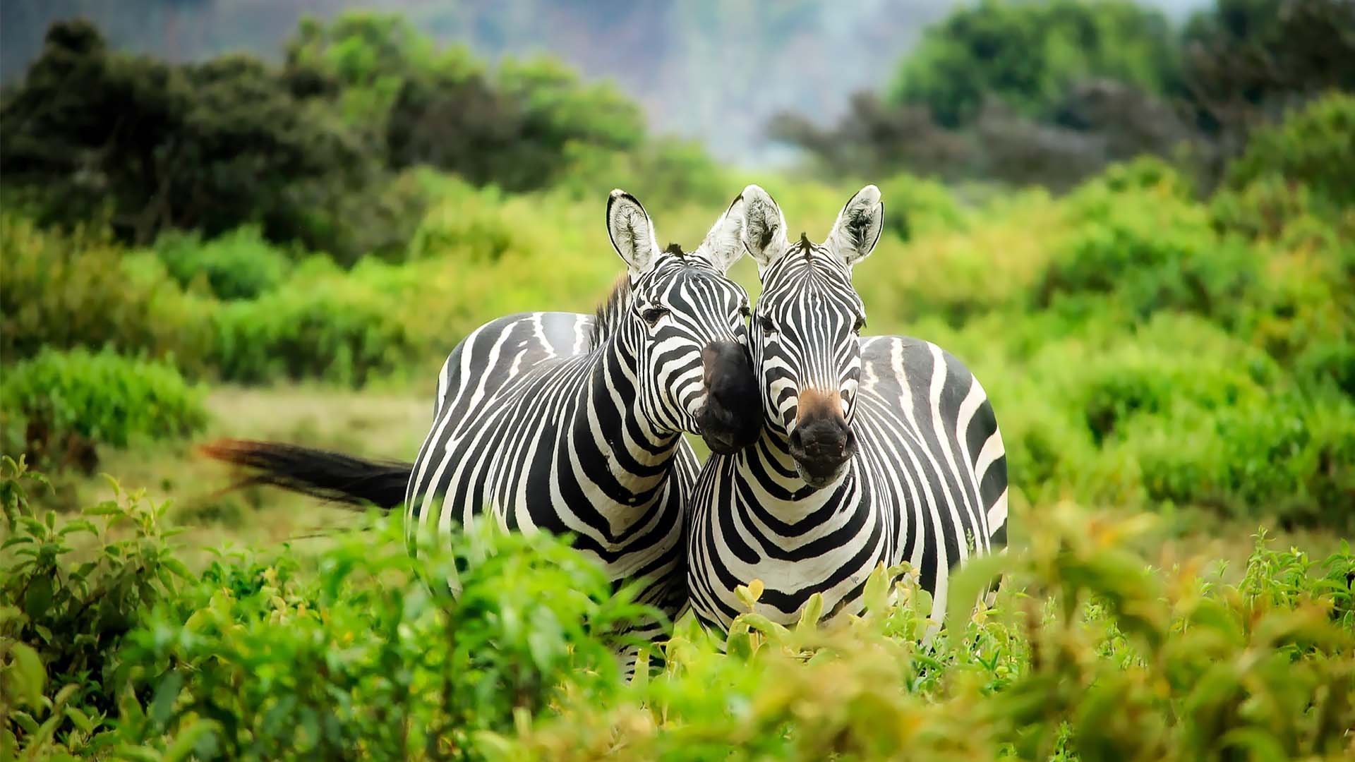 Zebra's in Tanzania